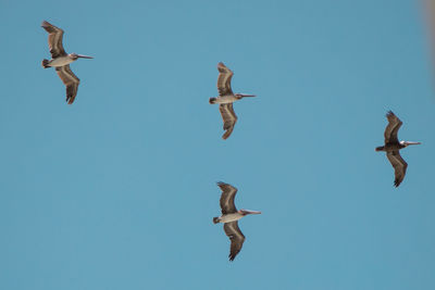 Low angle view of seagulls flying