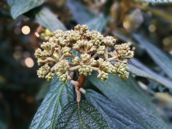 Close-up of plant