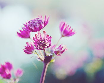 Close-up of pink flowers