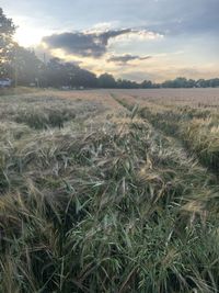 Scenic view of field against sky during sunset