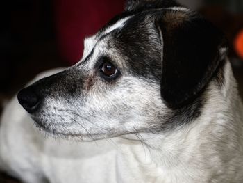 Close-up of dog
