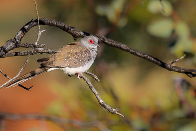 Diamond dove sitting on a branch, kings canyon, northern territory