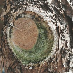 Close-up of tree trunk