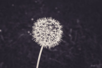 Close-up of dandelion against blurred background