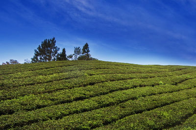 Scenic view of agricultural field against blue sky