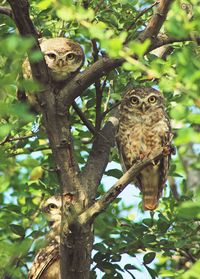 Low angle view of owl perching on tree