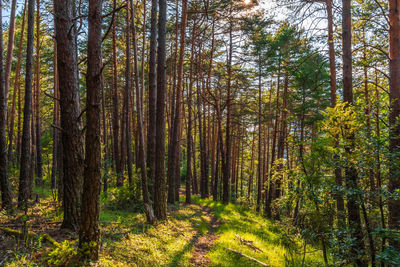 Pine trees in forest
