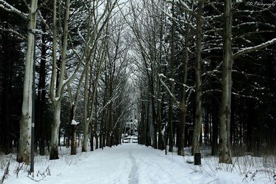 Snow covered trees in forest