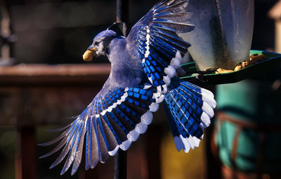 Close-up of bird