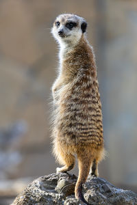 meerkat