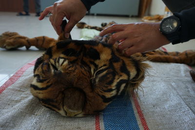 Midsection of person hand with cat