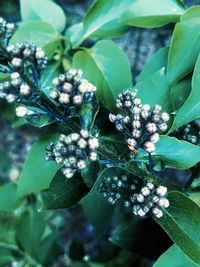 Close-up of berries on plant