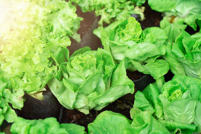 High angle view of fresh green leaves