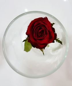 Directly above shot of red rose over white background