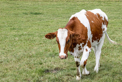 Cow standing in field