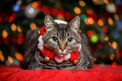 Close-up portrait of a cat