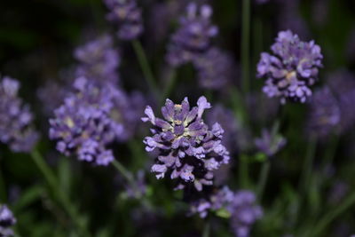 Close-up of purple flowering plants