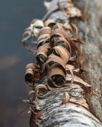 Close-up of rusty metal on wood against sky