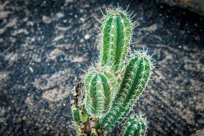 High angle view of succulent plant growing on field