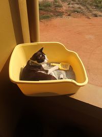 Dog sitting in bathtub