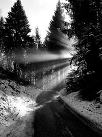 Road amidst trees in forest against sky