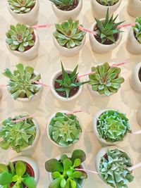 High angle view of potted plants in greenhouse