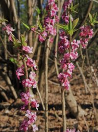 Close-up of pink flowering plant