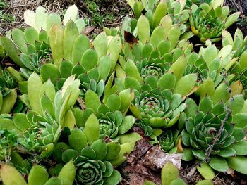 High angle view of succulent plant growing on field