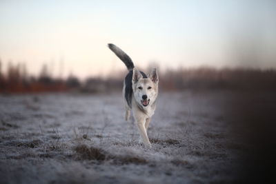 Dog running in a field