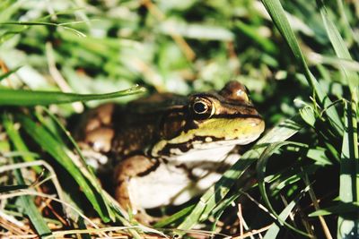 Close-up of frog on grass