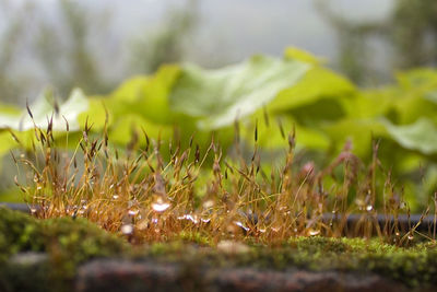 Close-up of plant