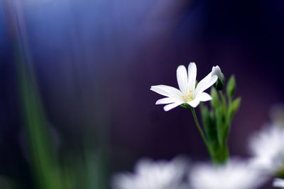 Close-up of white flowering plant