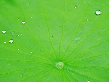 Close-up of raindrops on green leaves