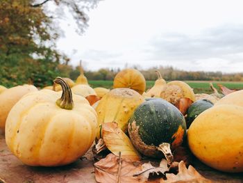 Close-up of pumpkins on field