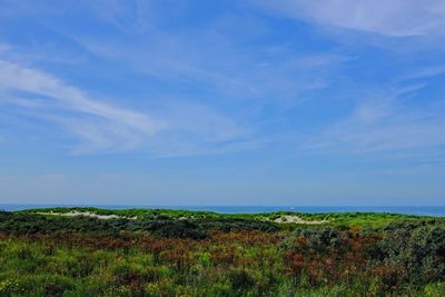 Scenic view of field against blue sky