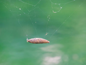 fragility