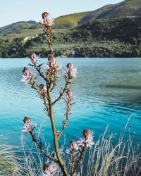 Close-up of flowering plant by lake against sky