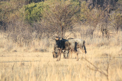 Blue wildebeest in south africa