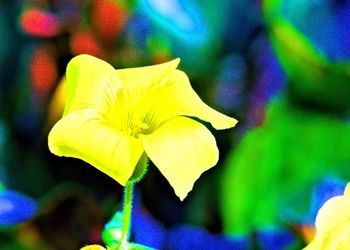 Close-up of yellow flower