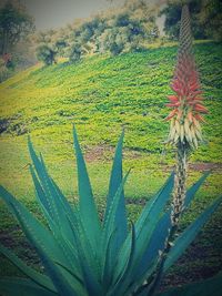 Close-up of flowers growing in farm