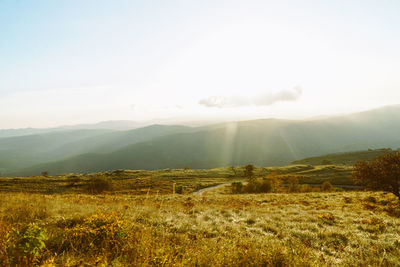 Scenic view of field against sky