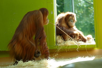 Animals sitting at window