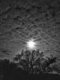 Low angle view of trees against sky at night