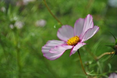 Close-up of pink flower