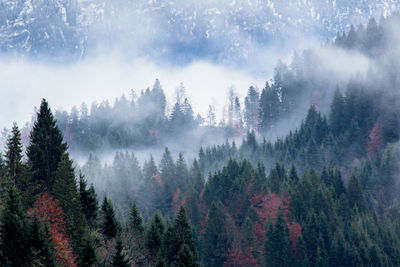 Panoramic view of pine trees in forest against sky