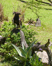 Bird perching on tree