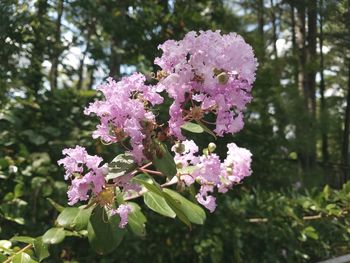 Close-up of pink flowers