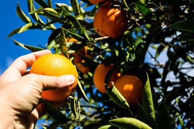 Cropped hand of man holding orange fruit growing on tree