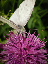 Close-up of butterfly pollinating on pink flower