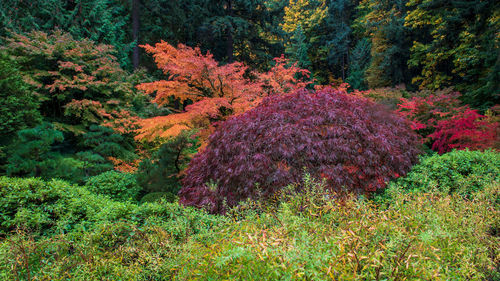 Trees in forest during autumn